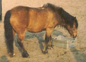 Eros I