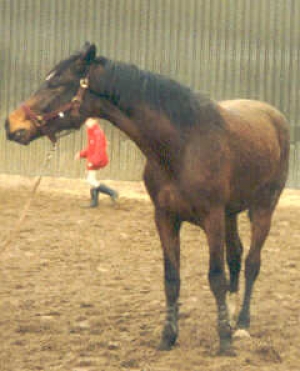 Gerion