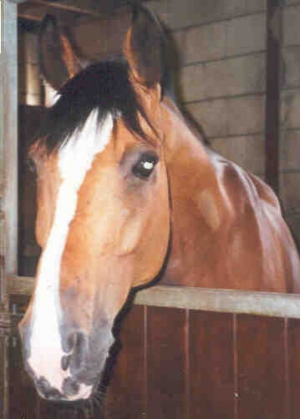 Gladstone1