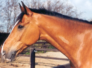 Gladstone3