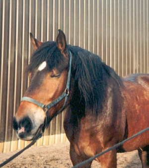 Gorby I