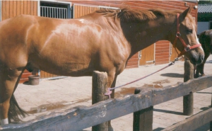 HigginsII