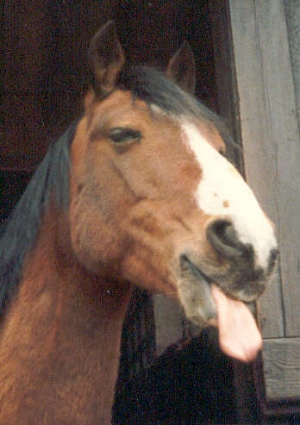 Hooky