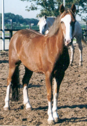 Ieni mMini3