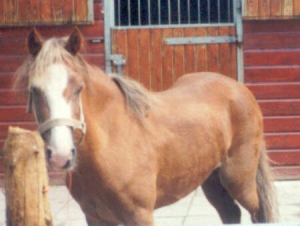 Ieni mMini4
