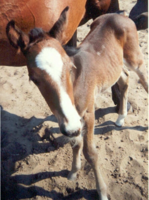 Jack-II-1