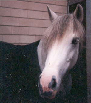 Jantje