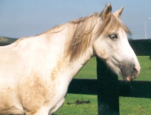Jantje3