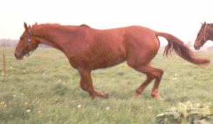 JePeux6