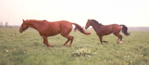 JePeuxGlenn