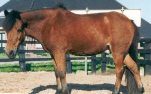 Joris2