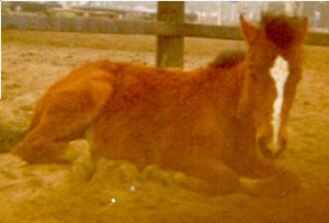Joska