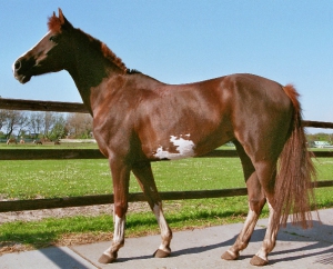 Jumper-2-2006