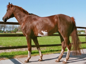Jumper-2006