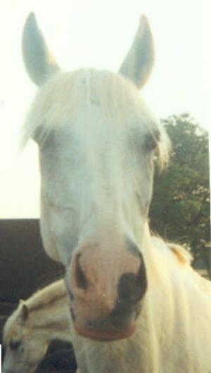 Junior