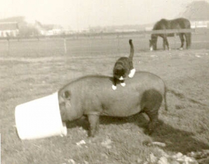 Juultje