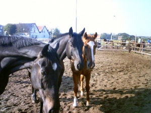 Kenny-Timo-Underdog-23-9-07