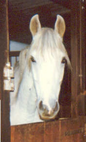Kip3