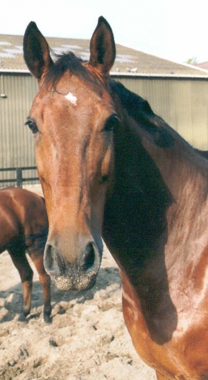 Laconiek3