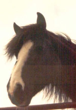 Lulu