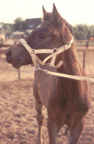 Manoesja