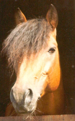 Martijn