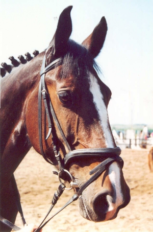 Medusa3