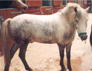 Murillo3