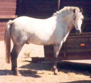Murillo5