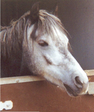 Murillo6