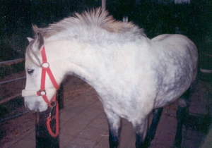 Murillo7