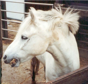 Murillo8