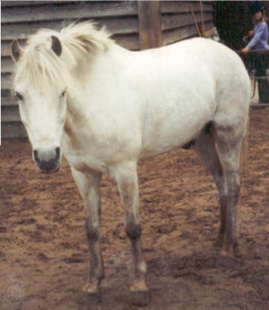 Murillo9