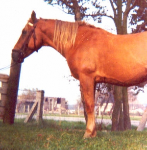Paljas