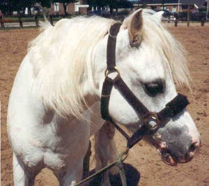 Pancho1