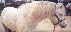 Pancho2