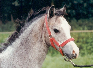 Pancho3