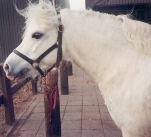 Pancho4