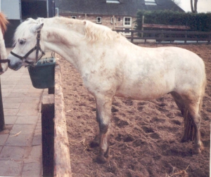 Pancho6