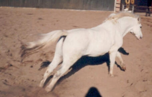 Pancho7