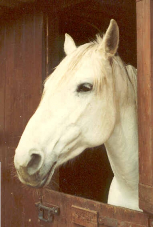 Pearl1