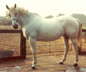 Pearl3