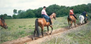 Ponykamp97 3