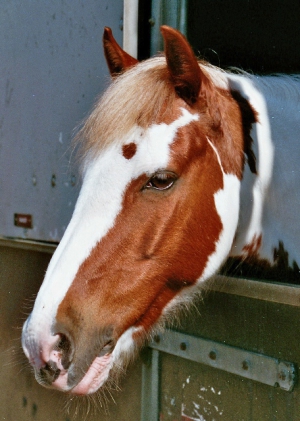 Rakker-II-2006