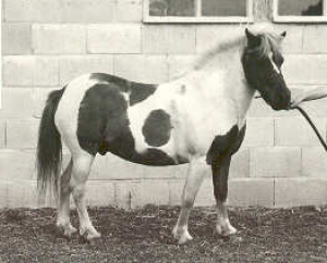 Rakker5