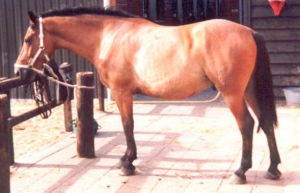 Rambo I3