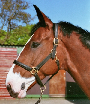 Ratania-2006-2