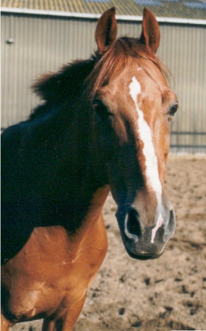 Renoir4