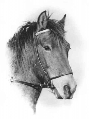 Scot1