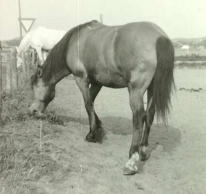 Scot5